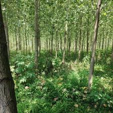 زمین مسکونی 6,000 متری