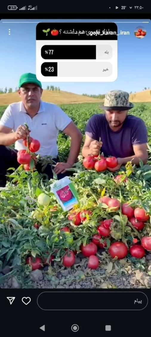 گوجه فرنگی سوپر بار درجه یک بلوکی گل دار