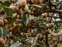 معاوضه فروش باغ هکتاری کیوی مرکبات تهاترآپارتمان ویلا. مغازه در شیپور