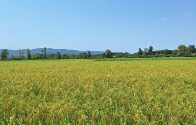 فروش زمین کشاورزی 7500 متر در مرکز شهر