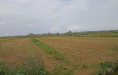 فروش زمین کشاورزی 5000 متر در جاده اصلی