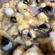 تولیدی جوجه اردک گوشتی تخمی