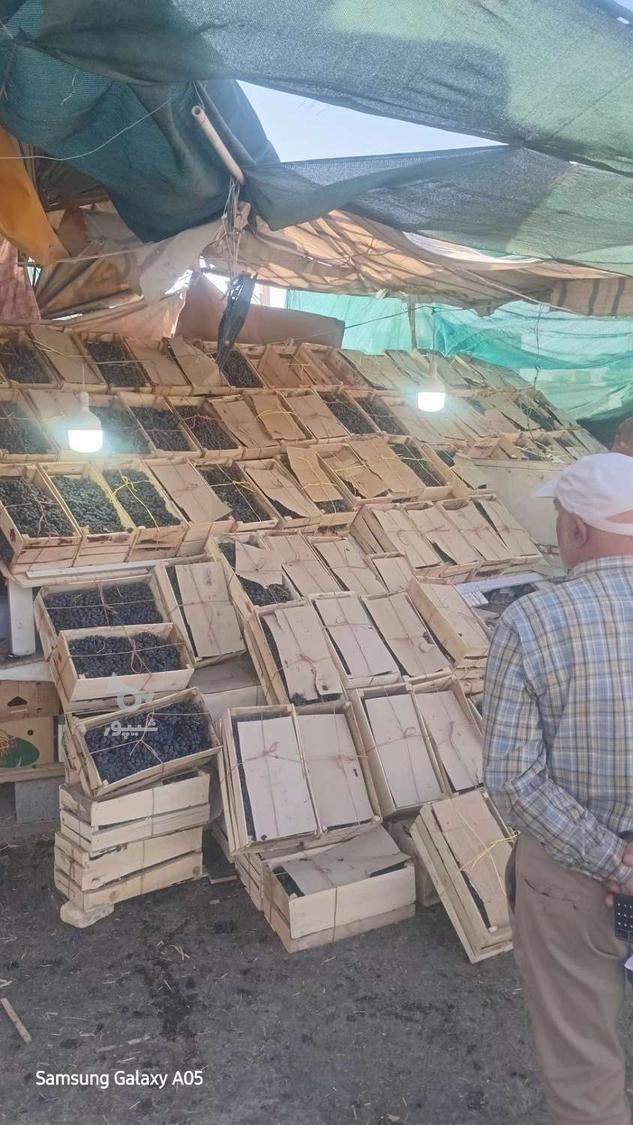 فروش انگور