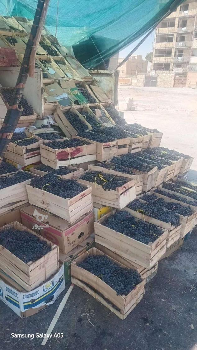 فروش انگور