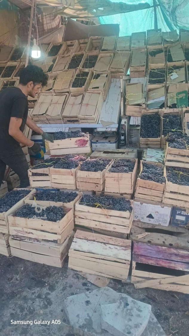فروش انگور