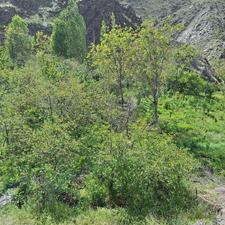 زمین _ باغ فروشی1000متر