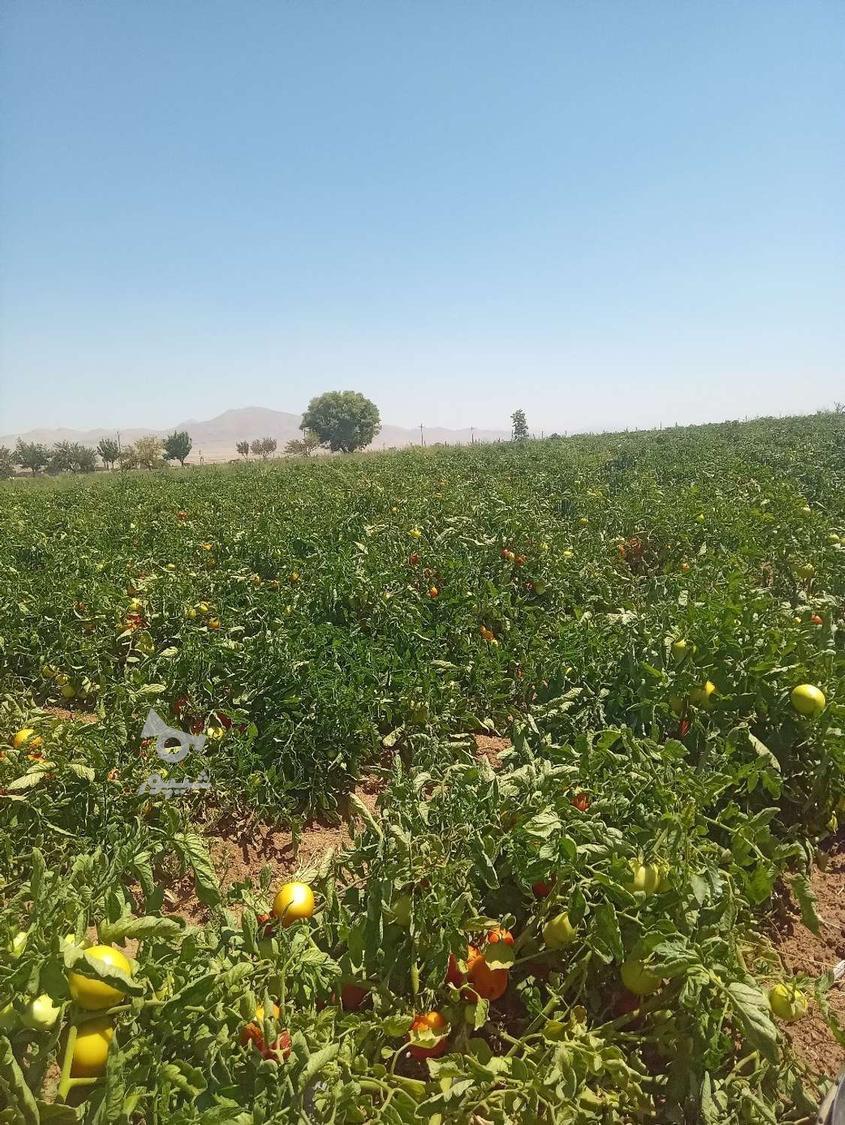 کارگر برای کارگوجه ولوبیا - undefined