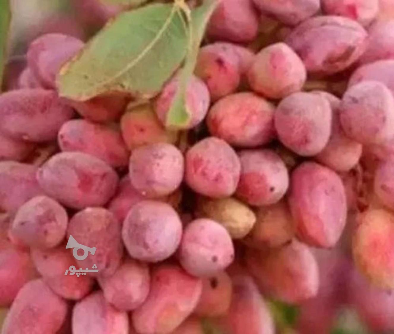 کارگرپسته چینی - undefined