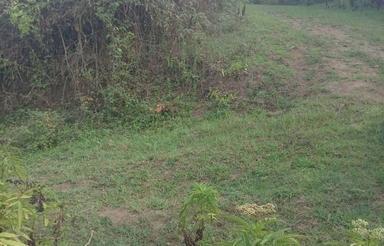 فروش زمین 1508 متر دراطاقور( اشیان)