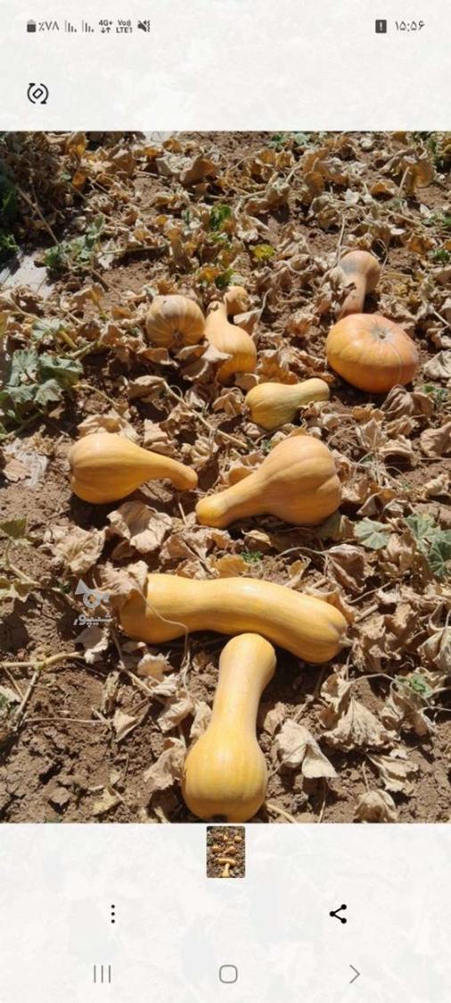 کدوحلوایی کلی