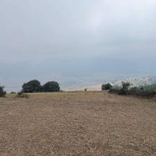 فروش زمین کشاورزی 5000 متر در دودانگه