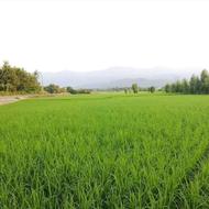 زمین شالی2000متر در صومعه سرا ماوردیان