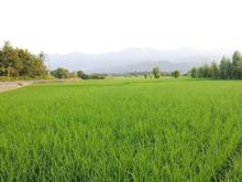 زمین شالی2000متر در صومعه سرا ماوردیان در شیپور