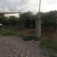 فروش زمین باغی 250 متری نزدیک چپکرود