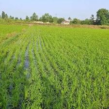 فروش زمین کشاورزی 3000 متر در روستا دوستکوه