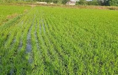 فروش زمین کشاورزی 3000 متر در روستا دوستکوه