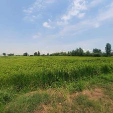 فروش زمین شالیزاری 3000متری با امتیازات کامل در جاده جویبار