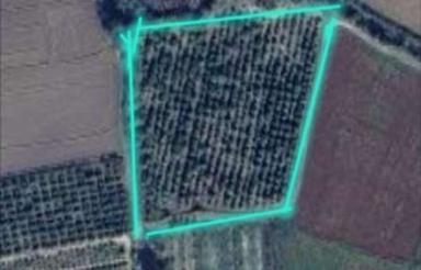 فروش زمین کشاورزی 10000 متر در میاندرود