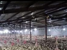 فروش مرغداری فول امکانات ساری در شیپور