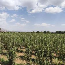 فروش زمین کشاورزی 1100 متر در دماوند