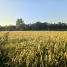 زمین کشاورزی چسبیده به مسکونی 1000متر رضوانشهر گیلان