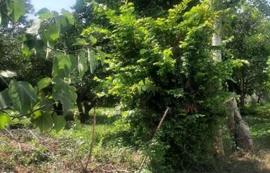 فروش زمین مسکونی 3000 متر در معلم کوه