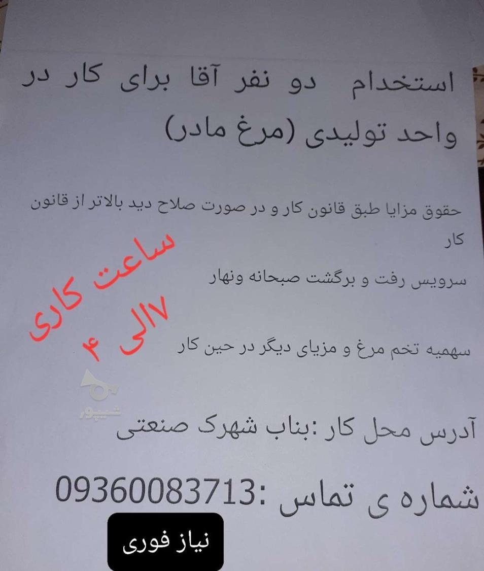 همکار برای کار در تولیدی جوجه یک روزه - undefined