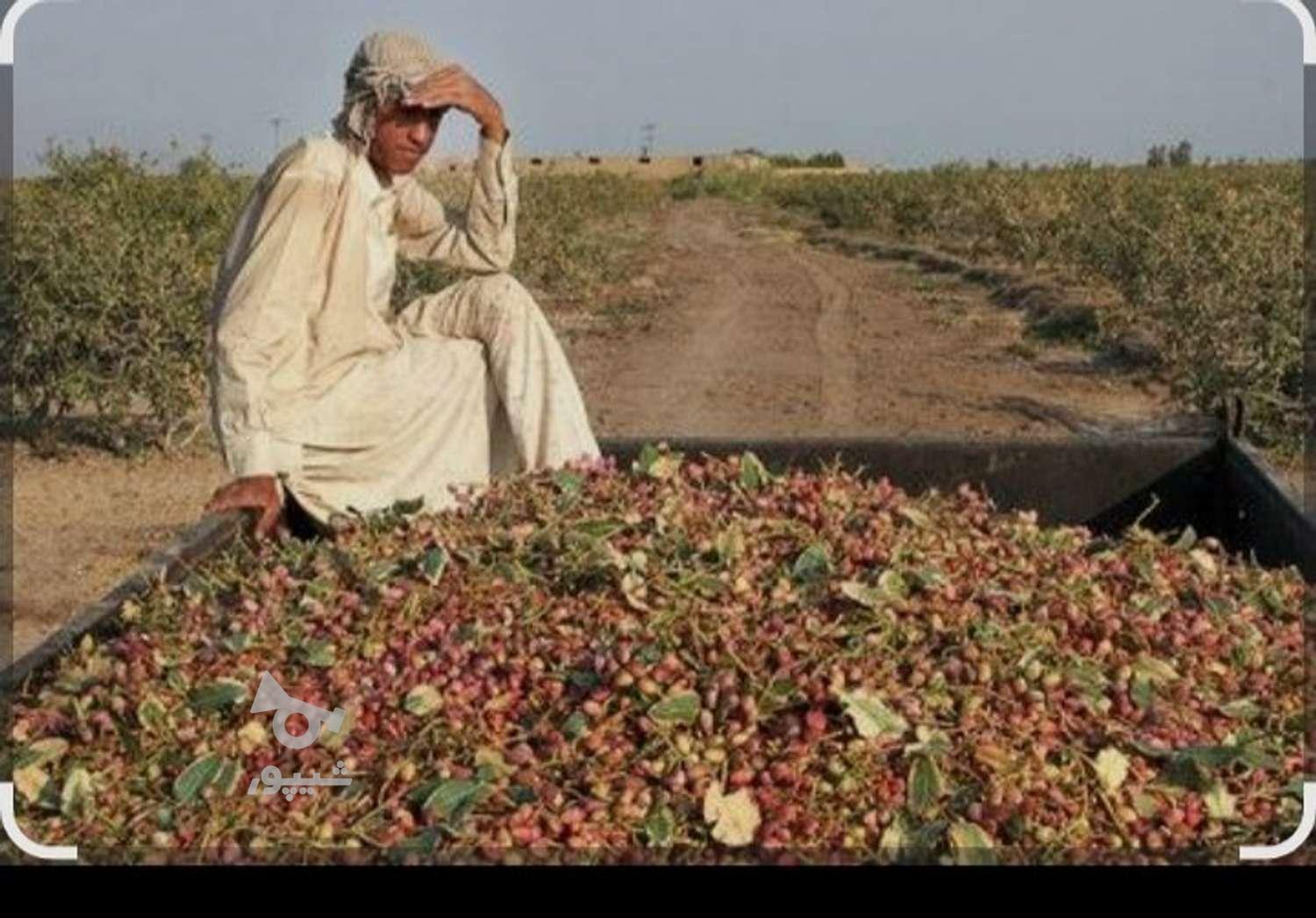 کارگر پسته چین هستیم 5نفر - undefined