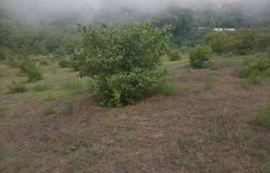 زمین3200مترب مناسب سرمایه گذاری در رحیم آباد رودسر