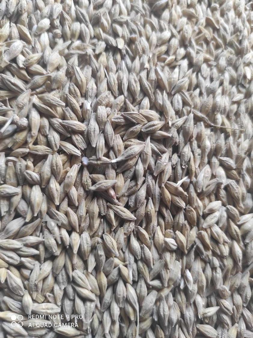 کنسانتره خوراک دام