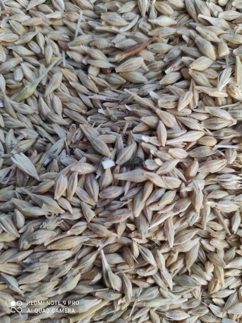 کنسانتره خوراک دام