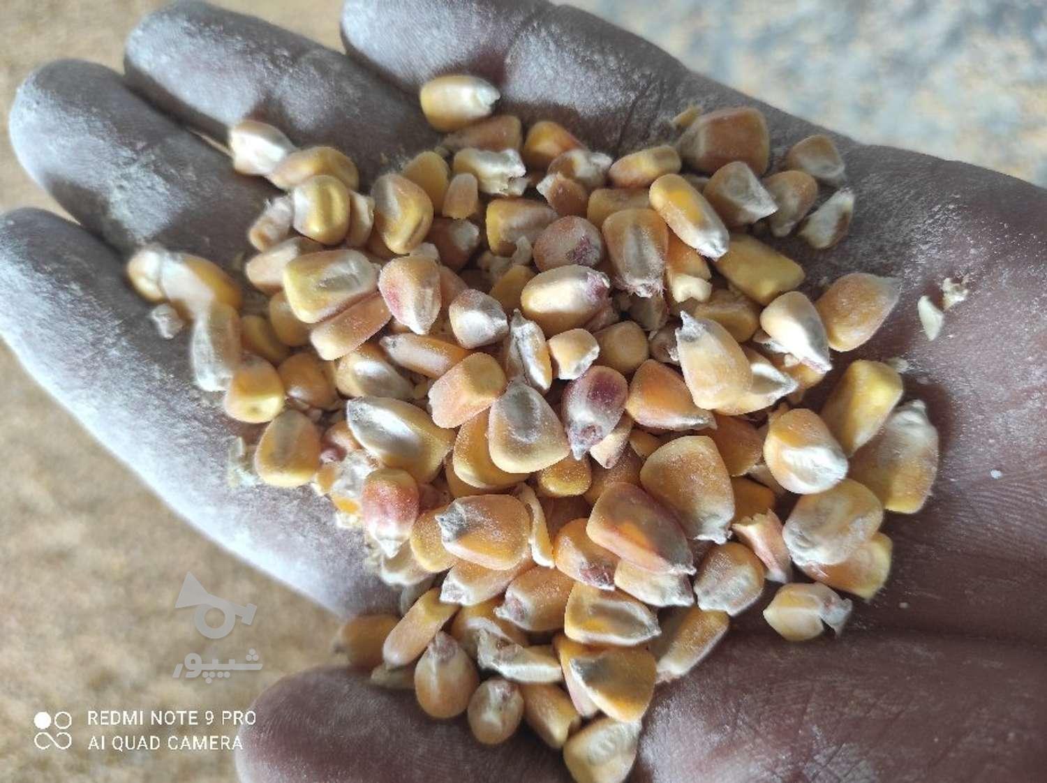 کنسانتره خوراک دام