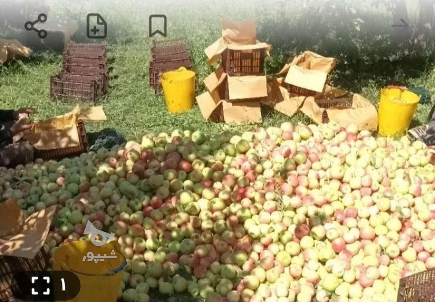 به تعداد کارگر برای چیدن سیب فوری نیازمندم - undefined