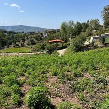 فروش زمین 300 متری جفت بافت در پایین کولا