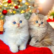 خرید گربه اسکاتیش و فروش گربه بریتیش