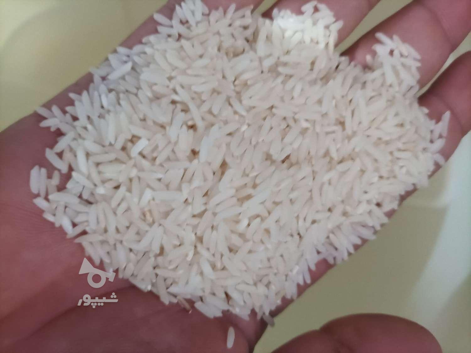برنج طارم هاشمی کشت اول درجه یک