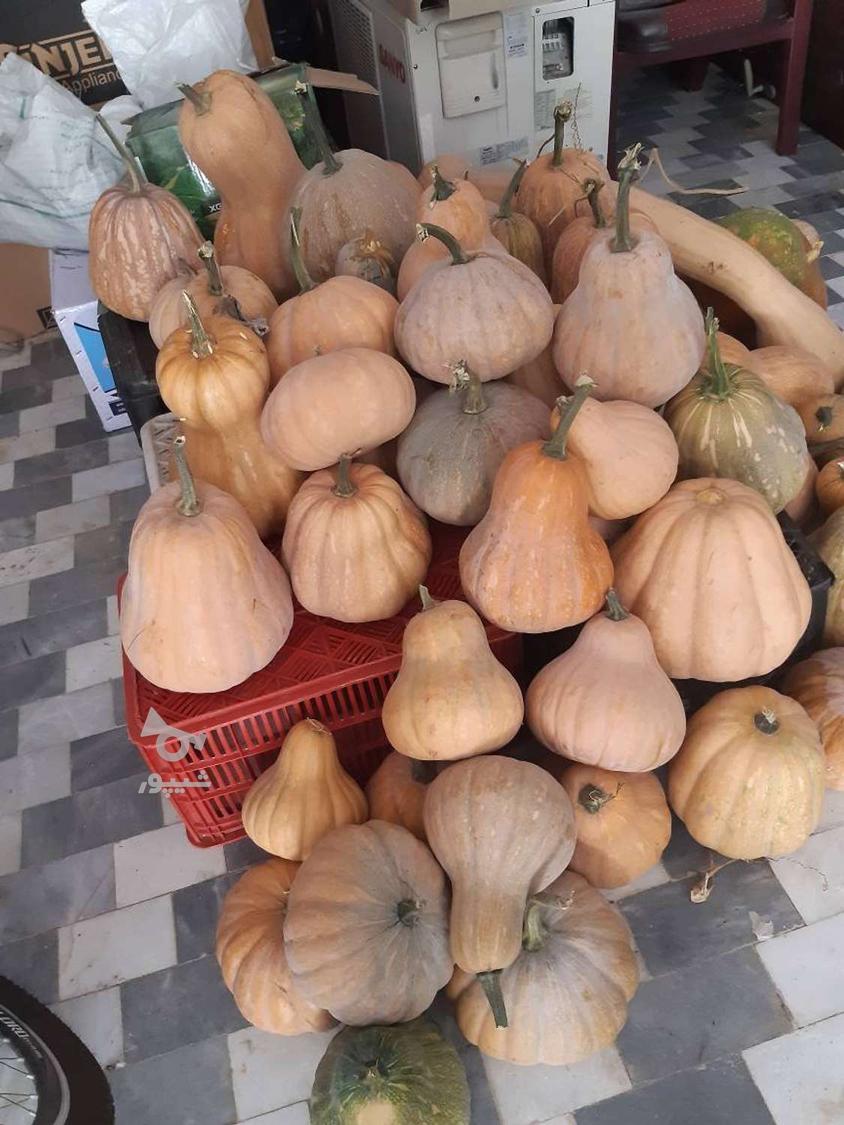 فروش کدو حلوایی زرد و شیرین و ارگانیک