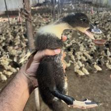 جوجه اردک ورامینی شالیزاری تباردار