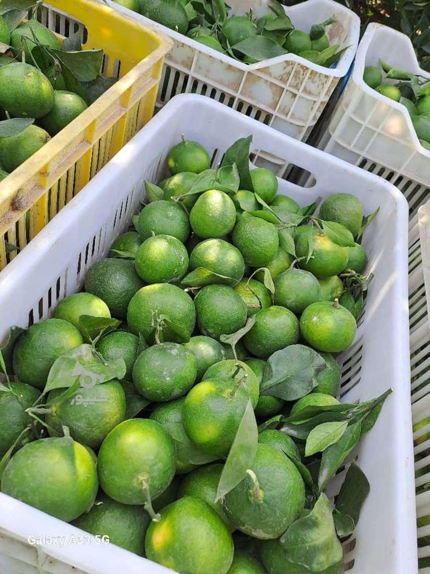 نارنگی ژاپنی تازه چین