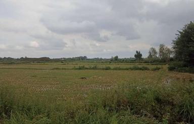 فروش ویلا 60000 متر در جاده کیسم