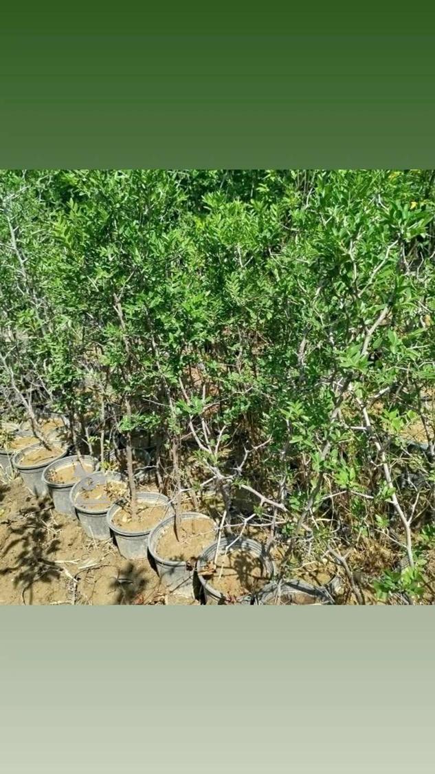 نهالستان حسین علی ابادکتول