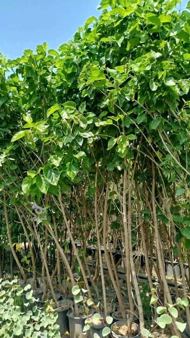 نهالستان حسین علی ابادکتول
