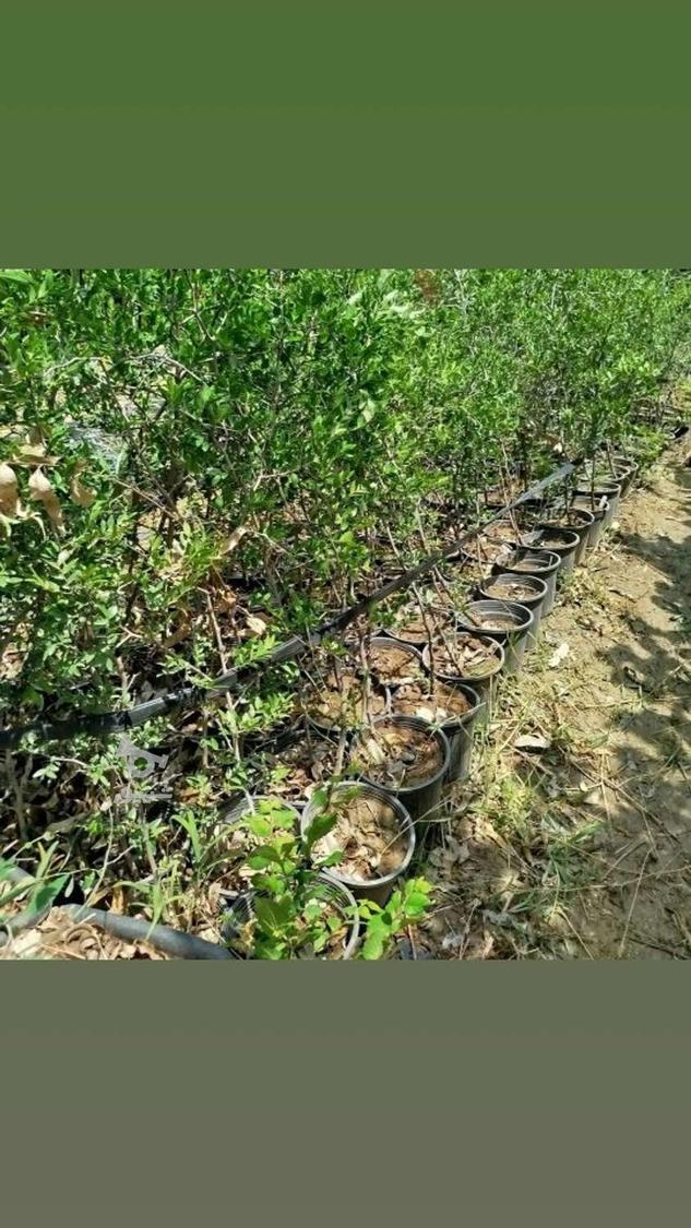 نهالستان حسین علی ابادکتول