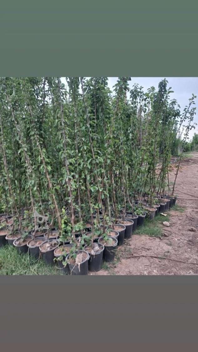نهالستان حسین علی ابادکتول