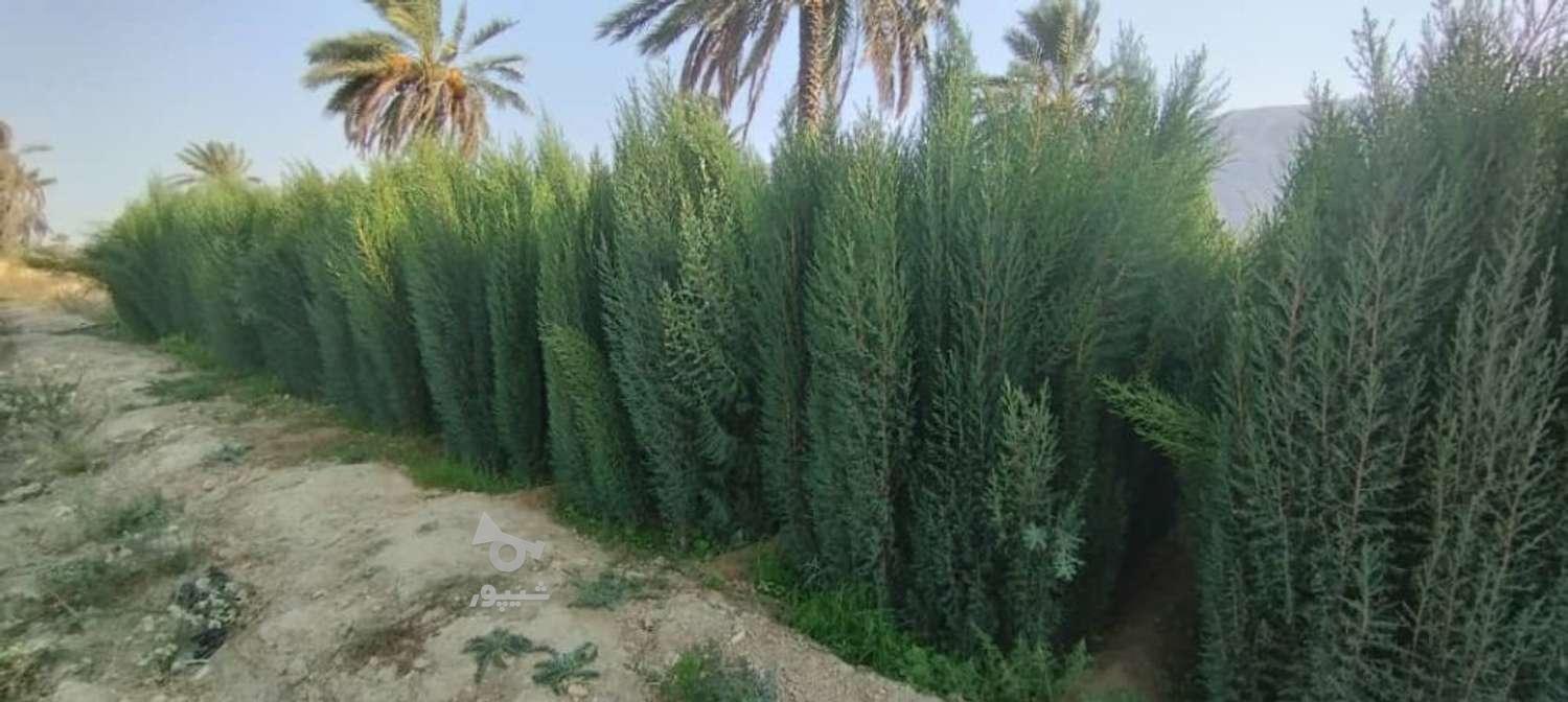 نهالستان حسین علی ابادکتول