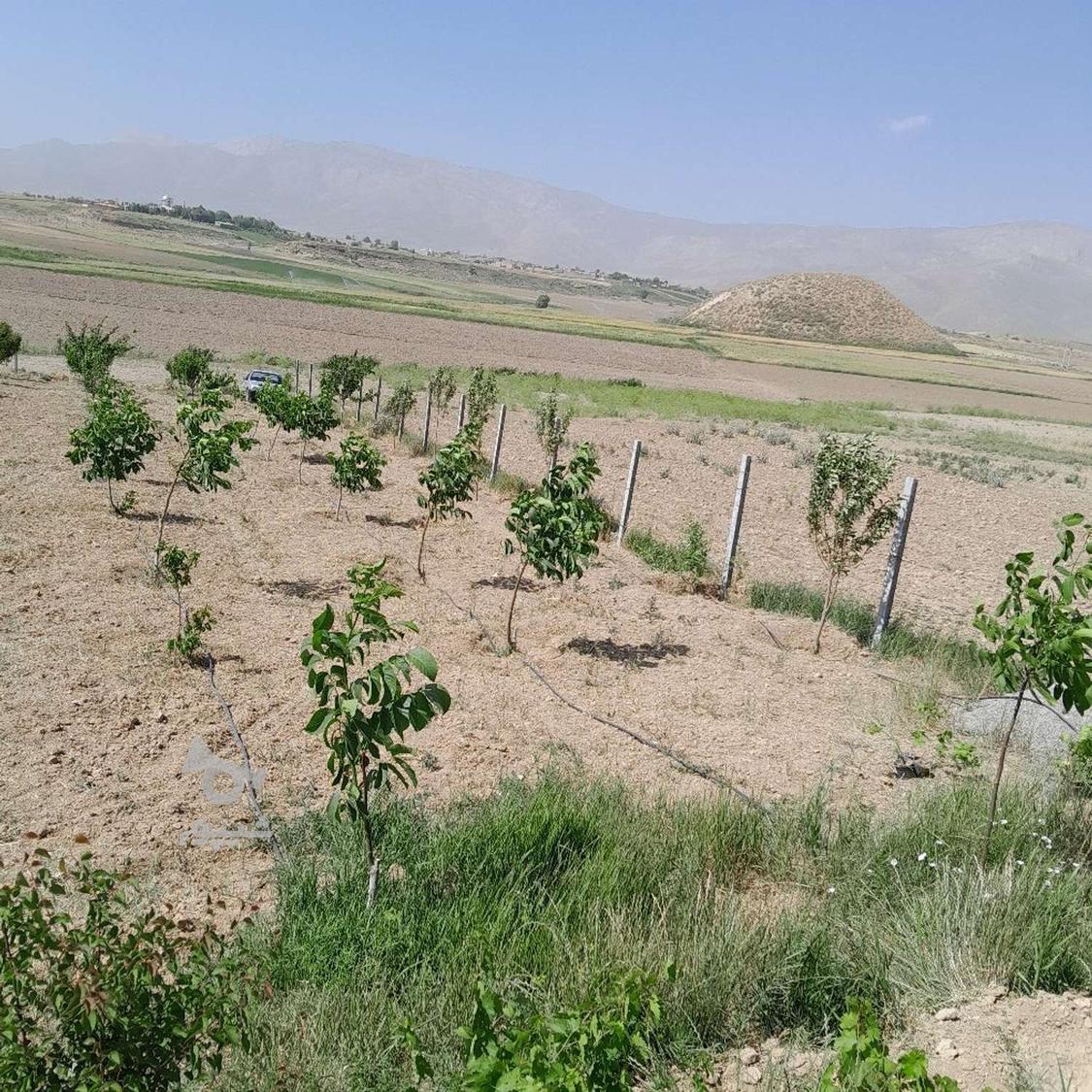 هرس باغ وباغچه.گل کاری .