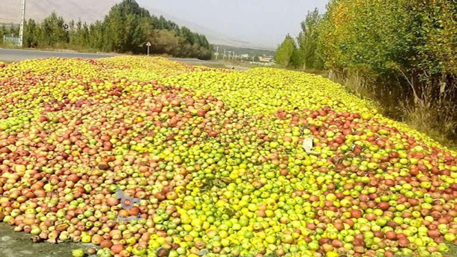 به چند نفر نیازمندم واسه کاره سیب با چوب می تکونیم - undefined