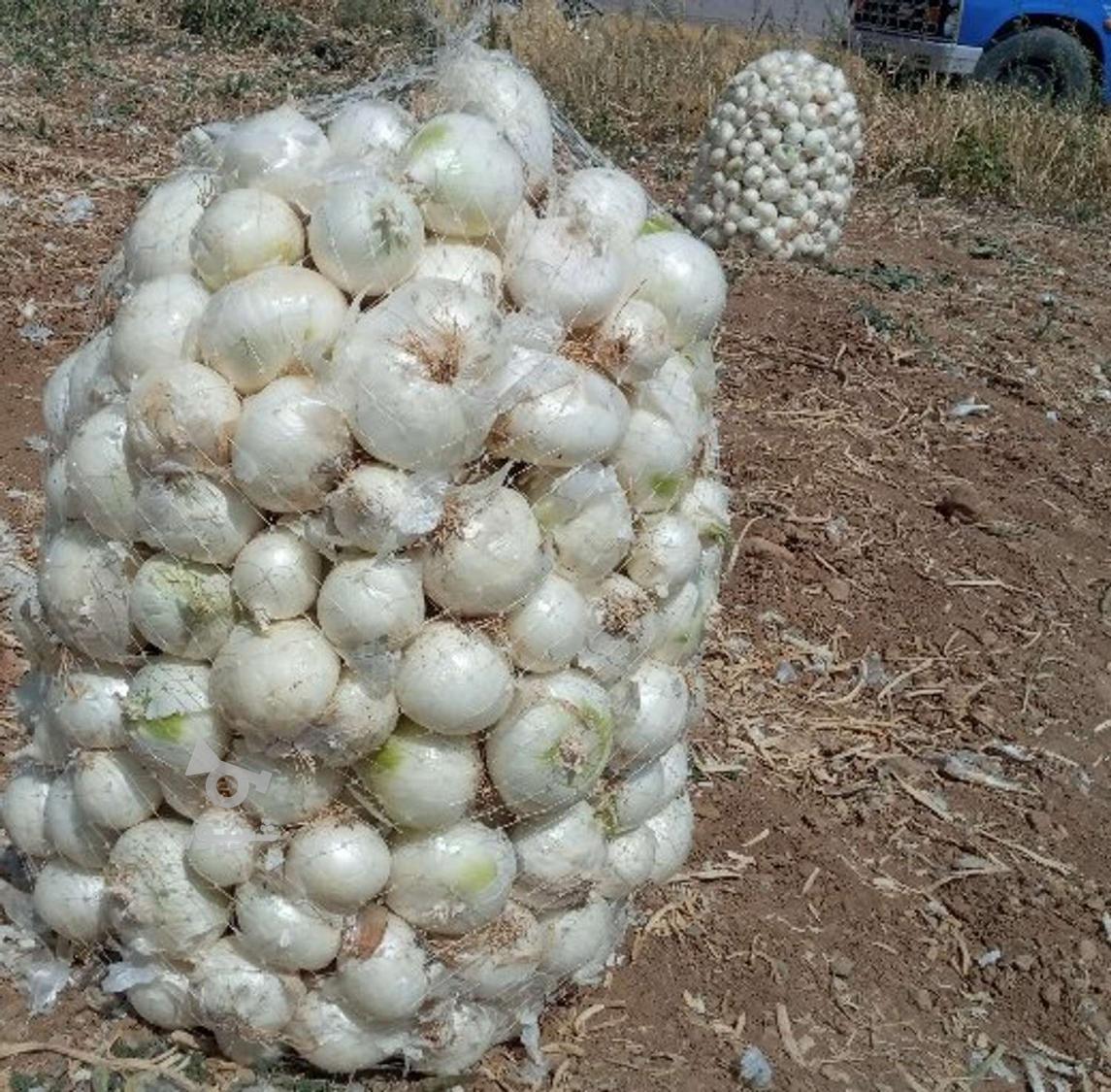 پیاز سفید و زرد