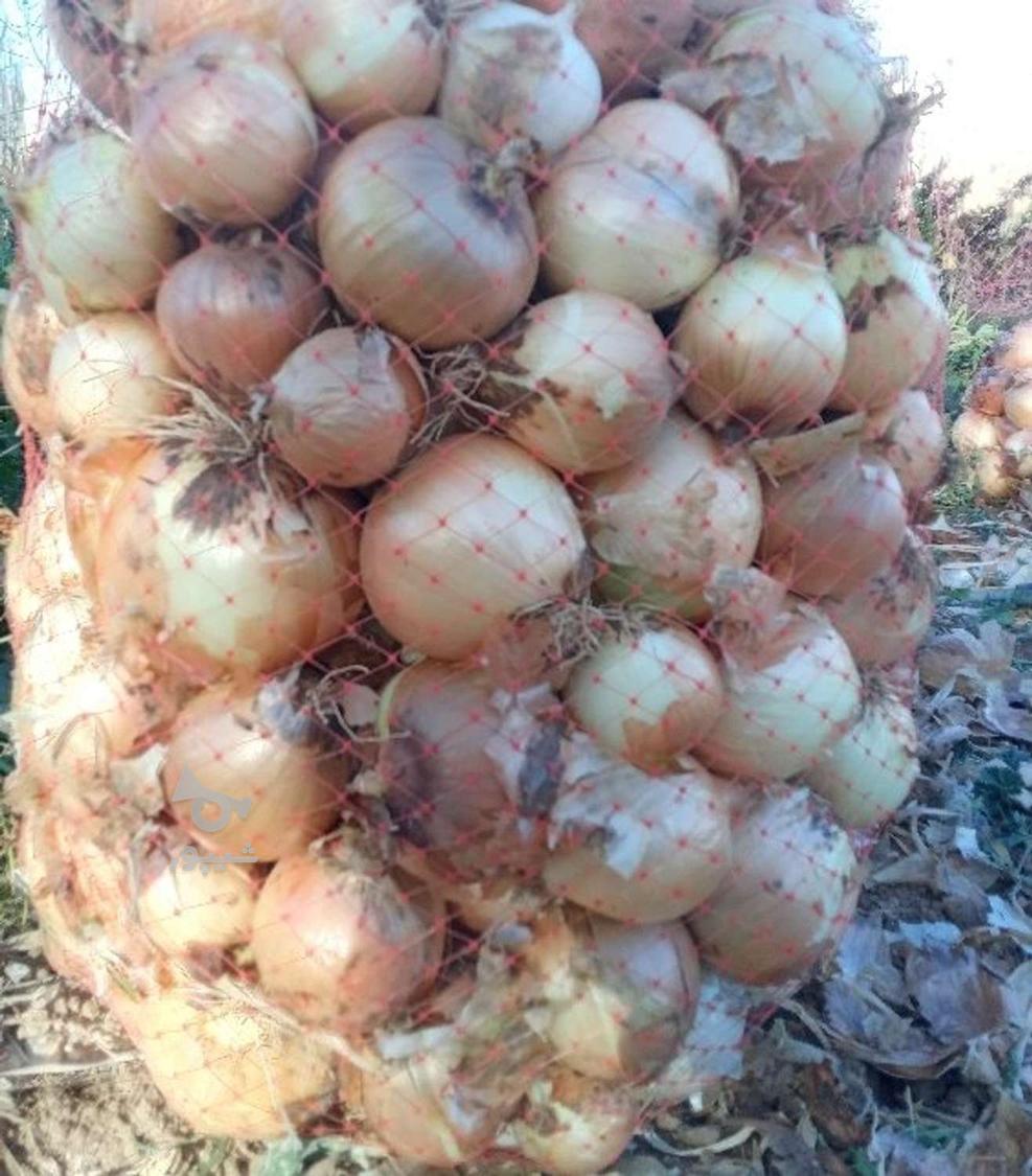پیاز سفید و زرد