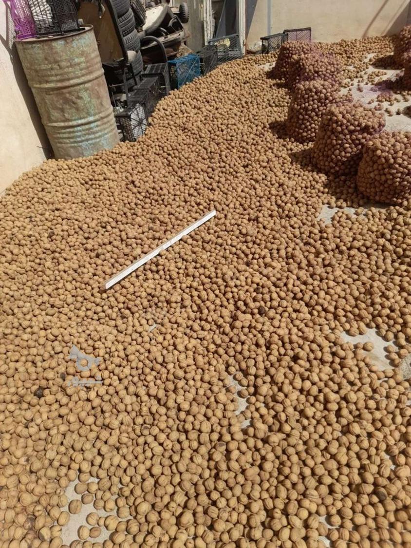 گردو درجه یک